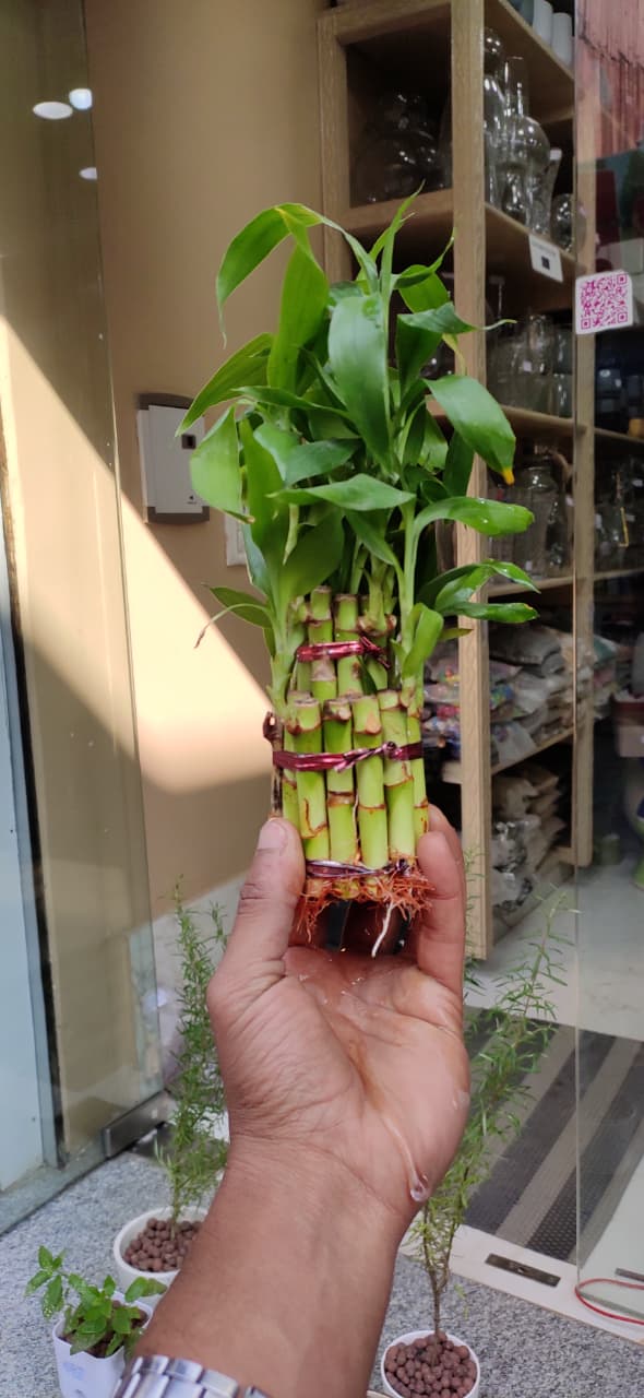 LUCKY BAMBOO