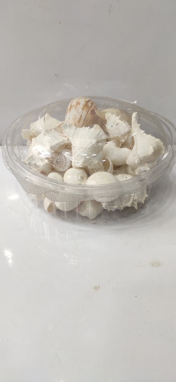 Sea Shell