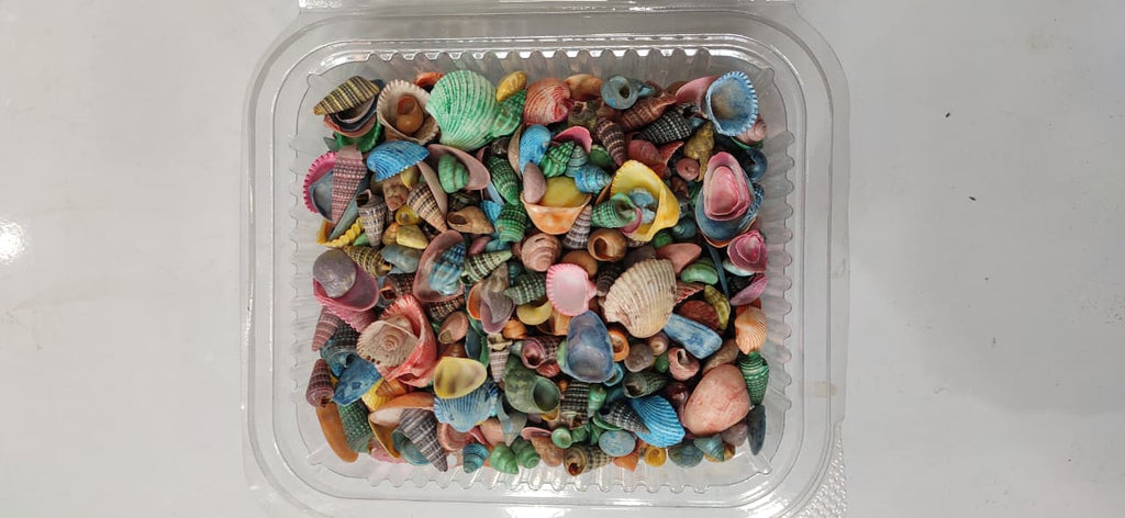 Sea Shell