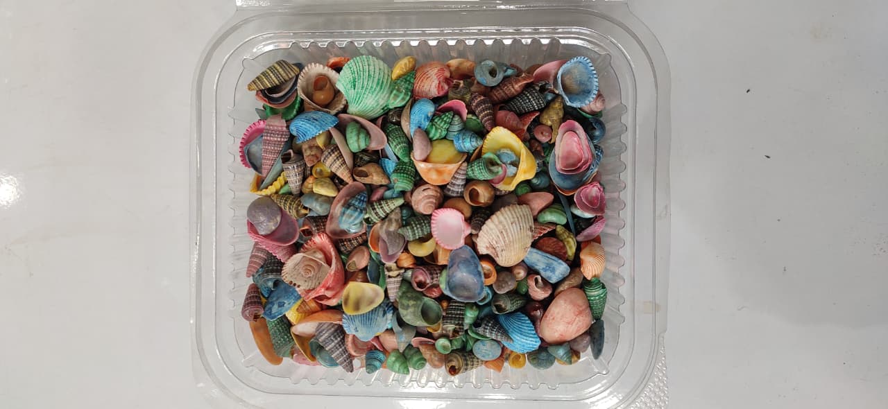 Sea Shell