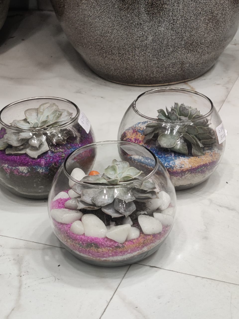 Round Doom Shape Terrarium 6"