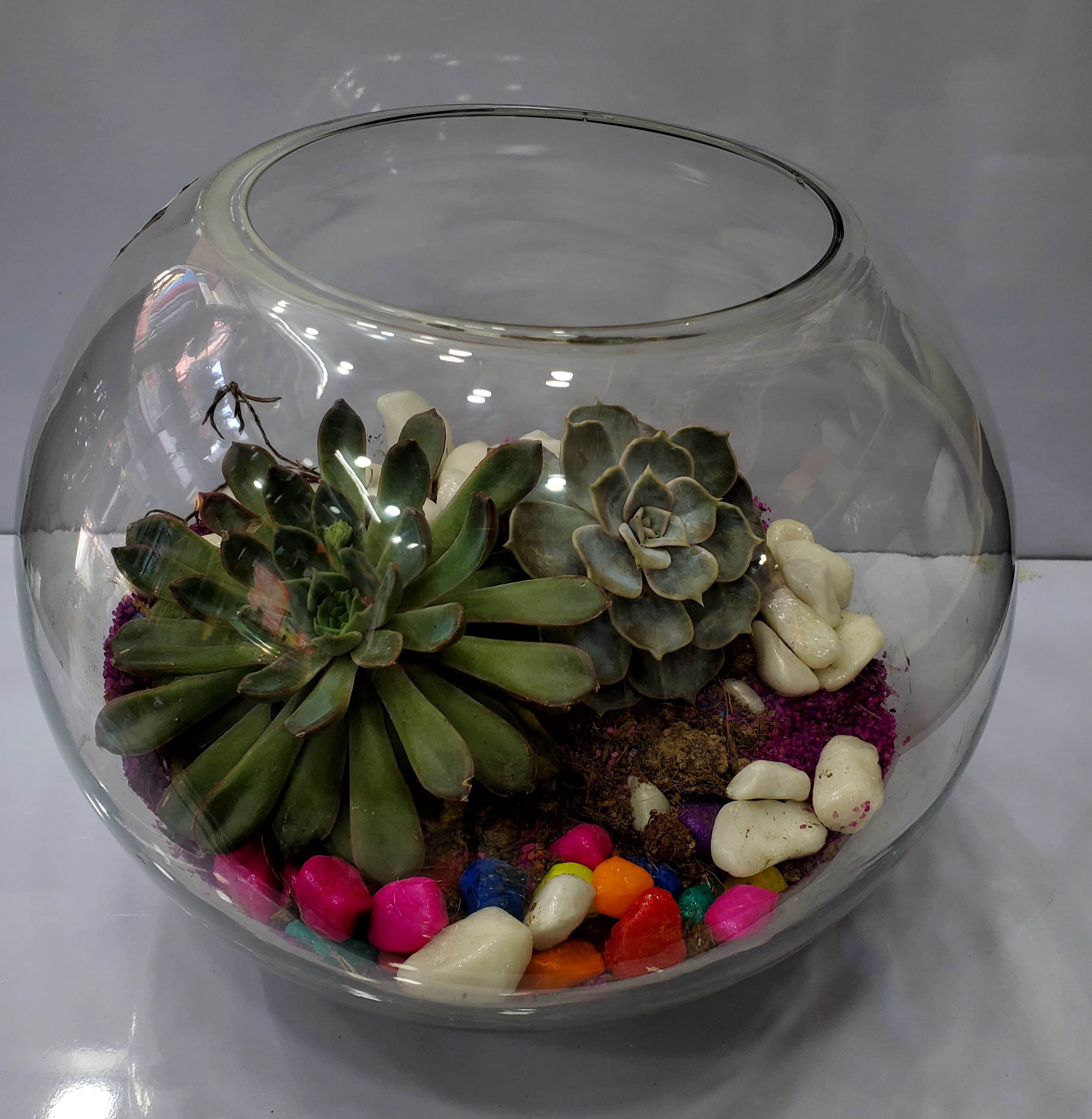 Round Doom Shape Terrarium