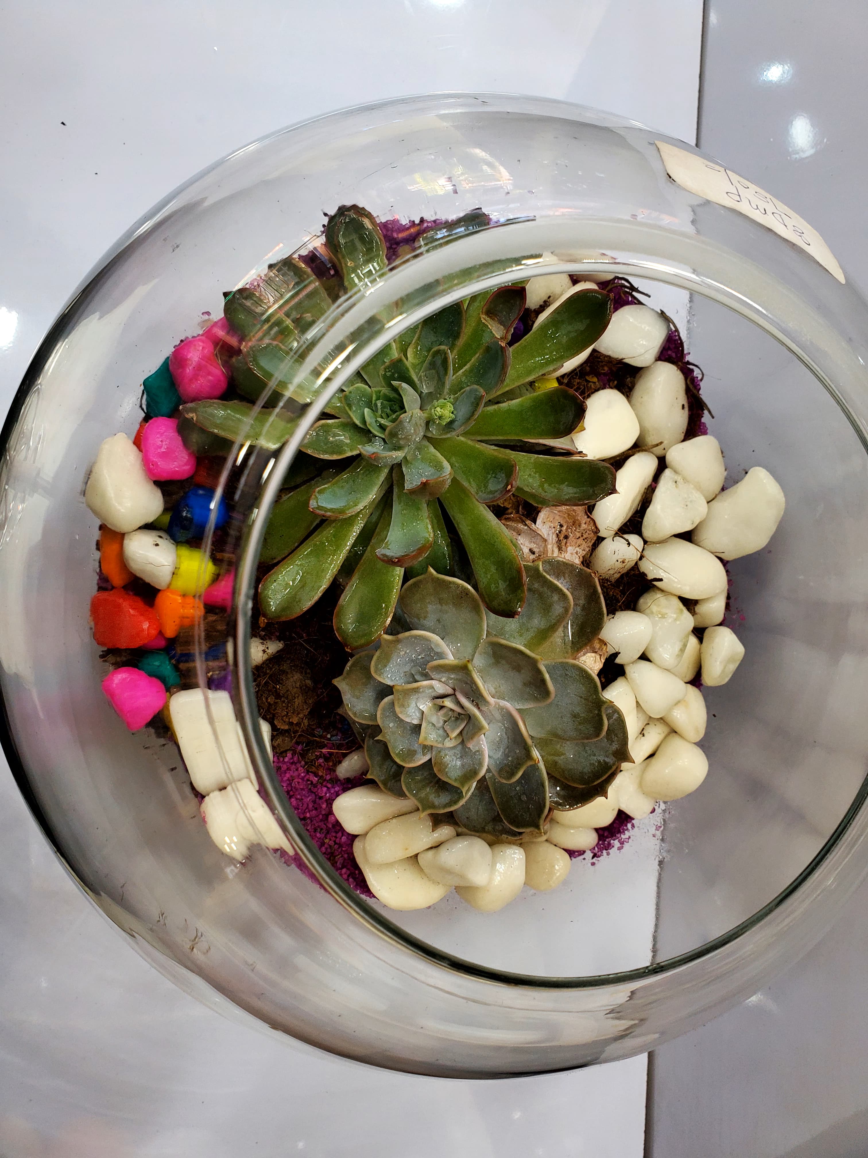 Round Doom Shape Terrarium