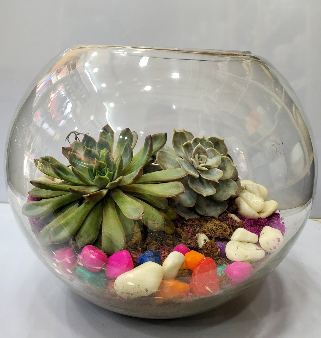 Round Doom Shape Terrarium