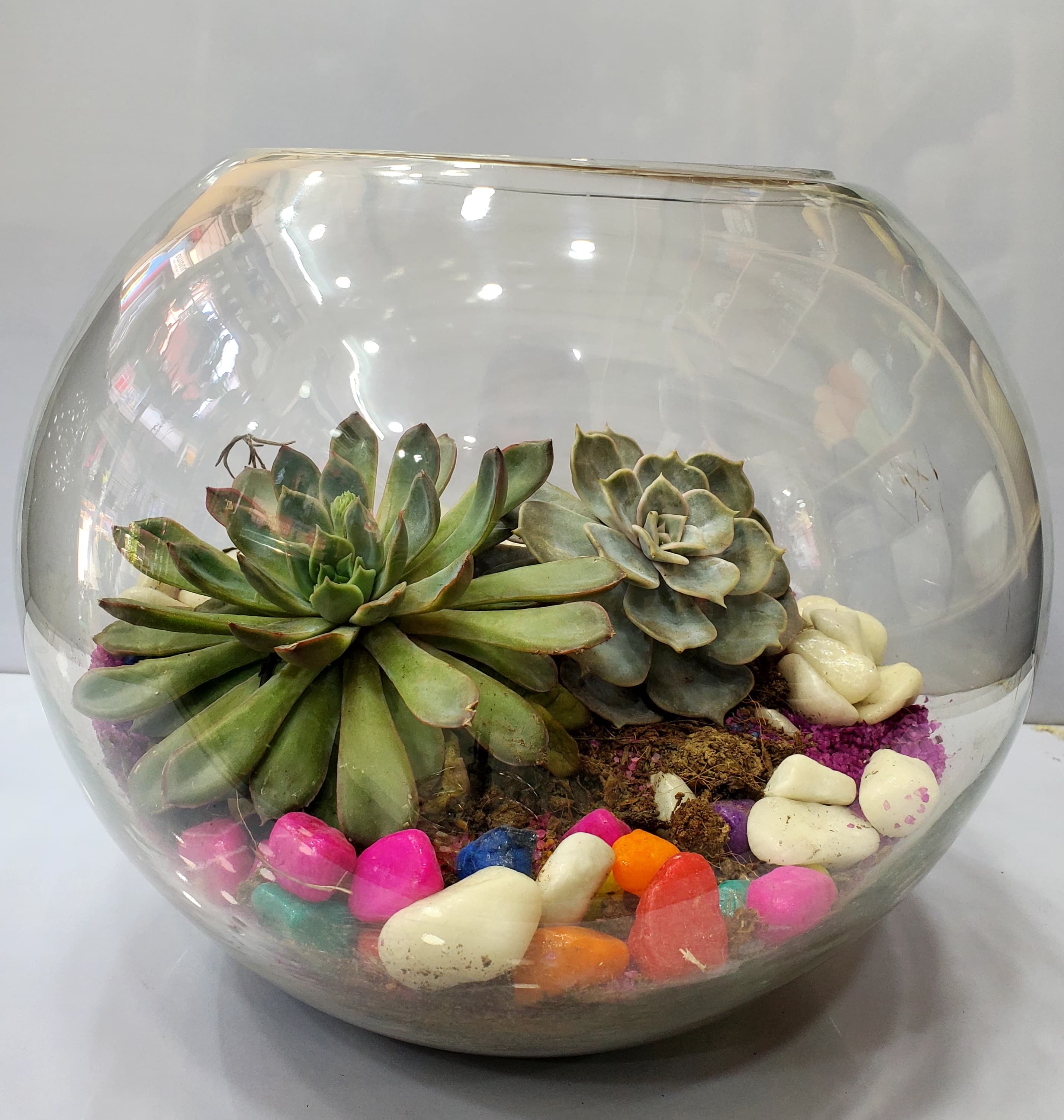 Round Doom Shape Terrarium