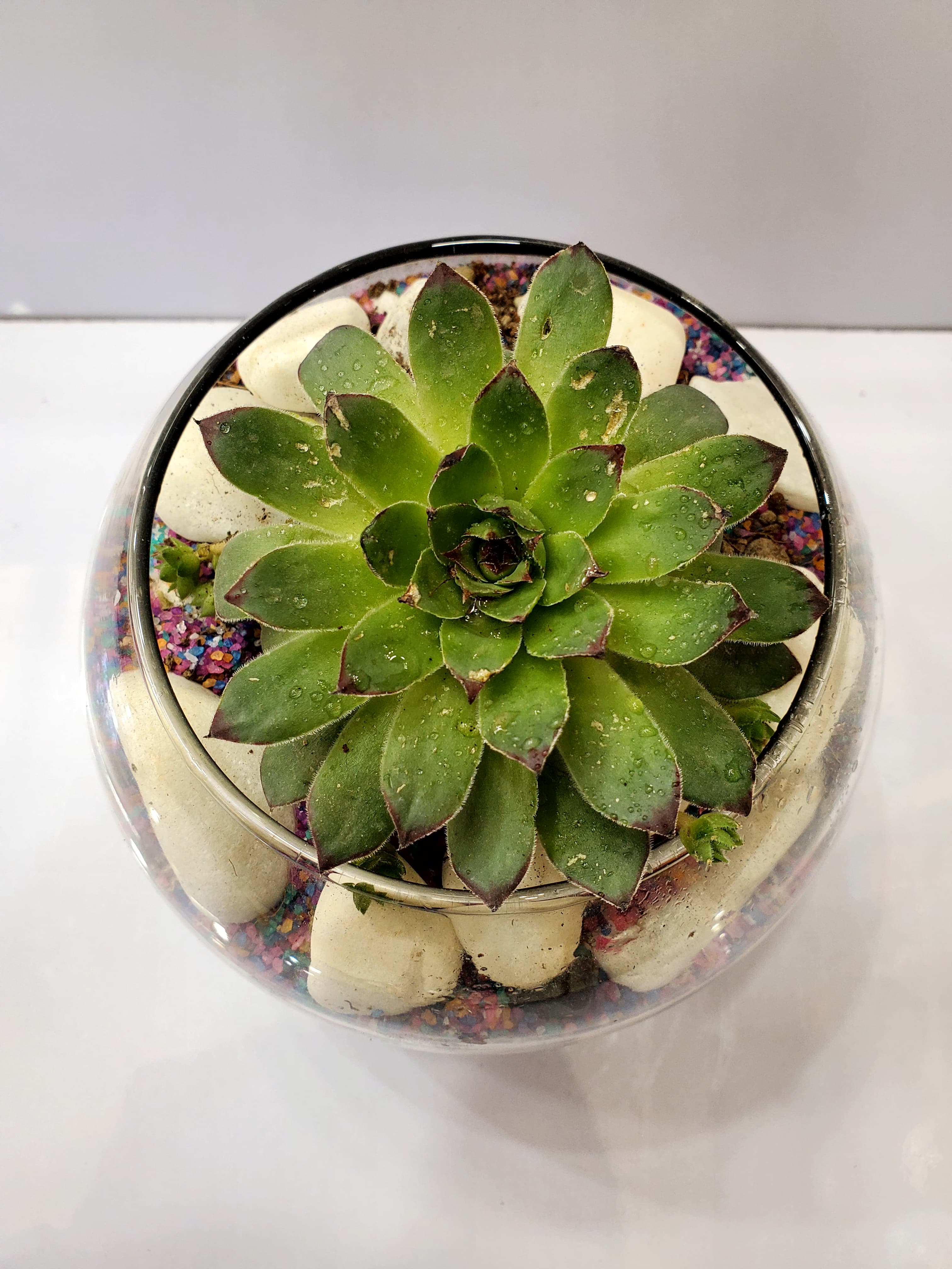 Round Doom Shape Terrarium 6"