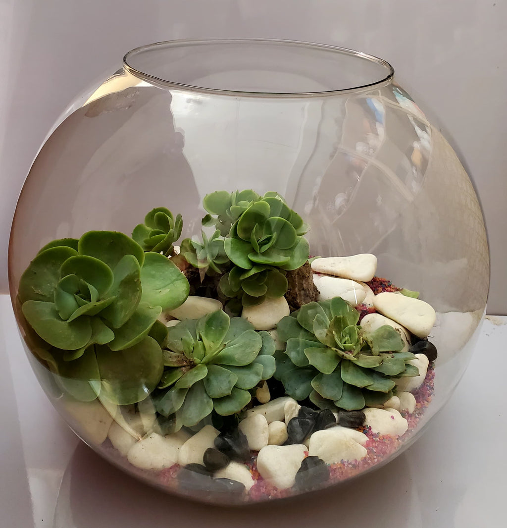 Round Doom Shape Terrarium 12"