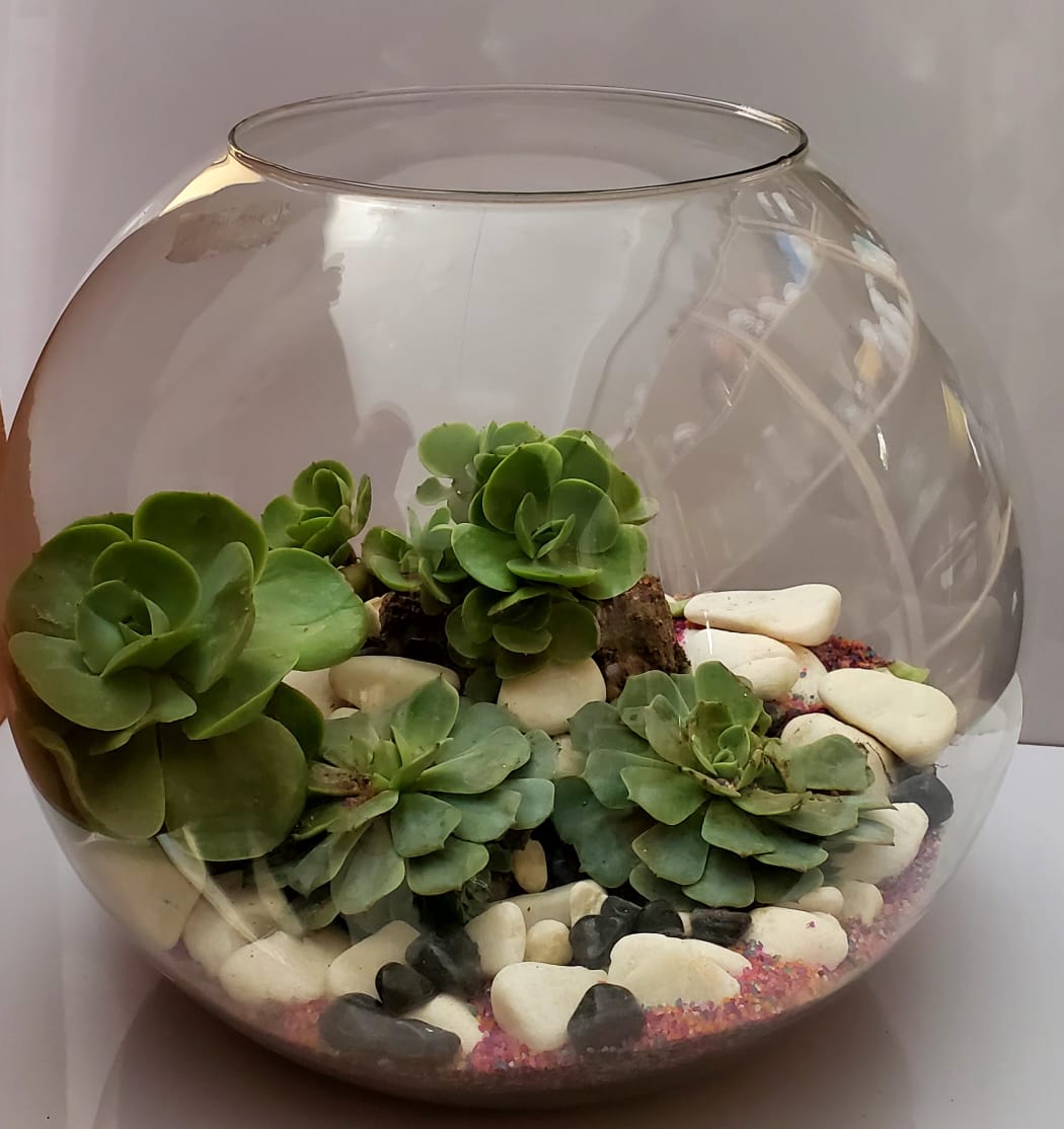 Round Doom Shape Terrarium 12"