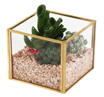 Cube Shape Terrarium