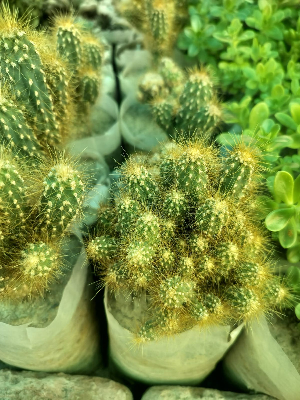 Cactus Collection