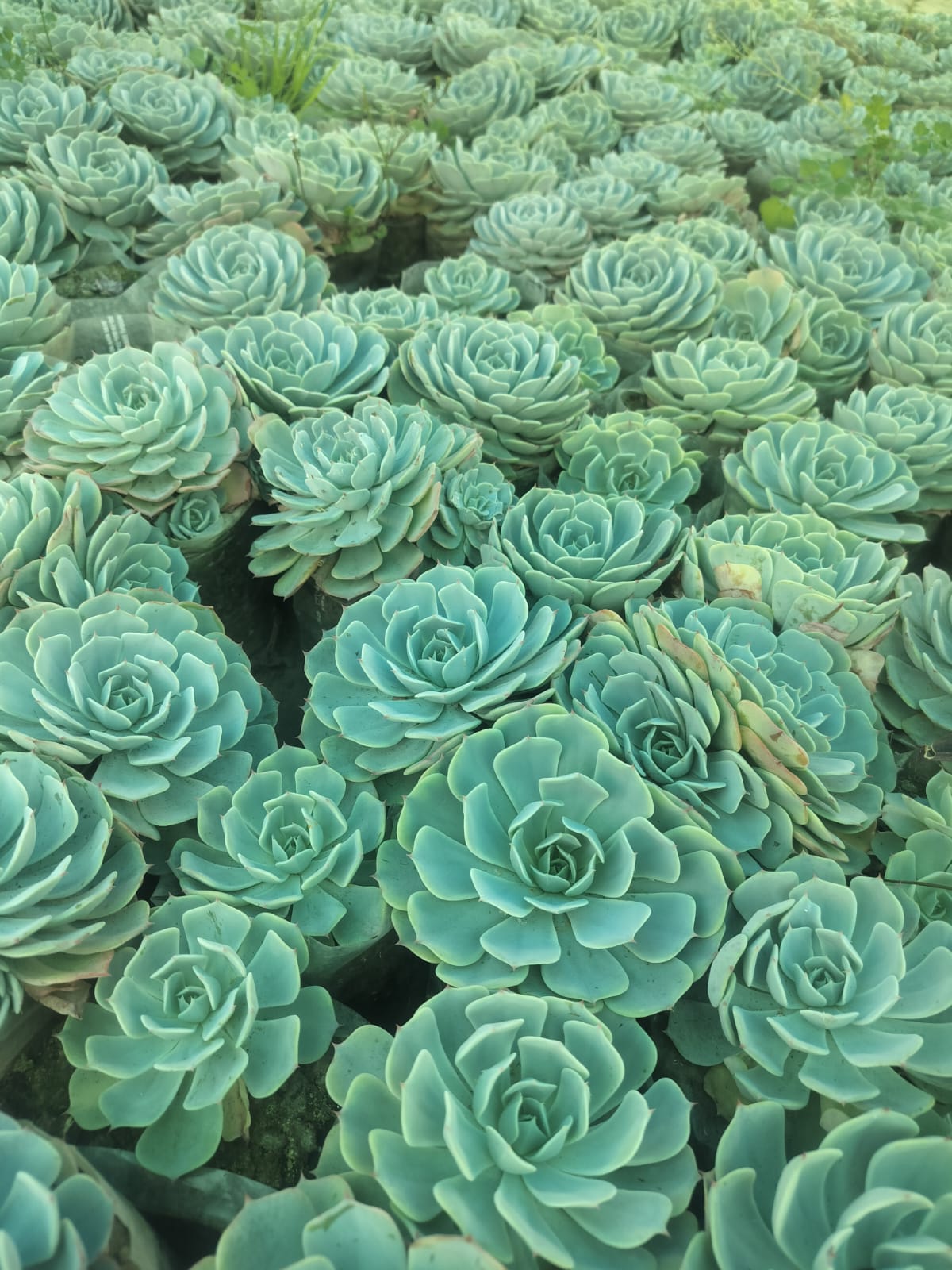 Succulent Plants