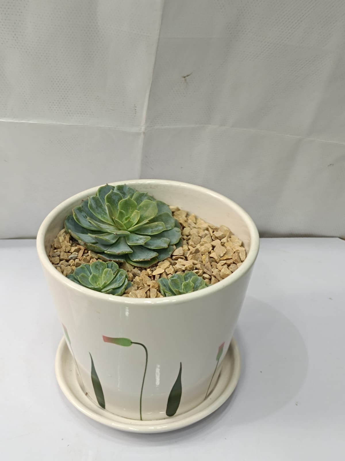 Succulent With Ceramic Pot with base