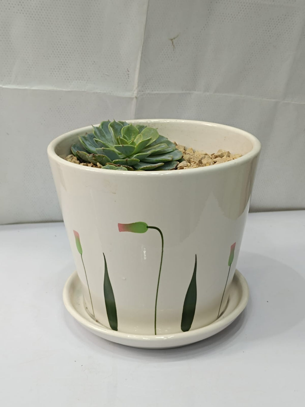 Succulent With Ceramic Pot with base