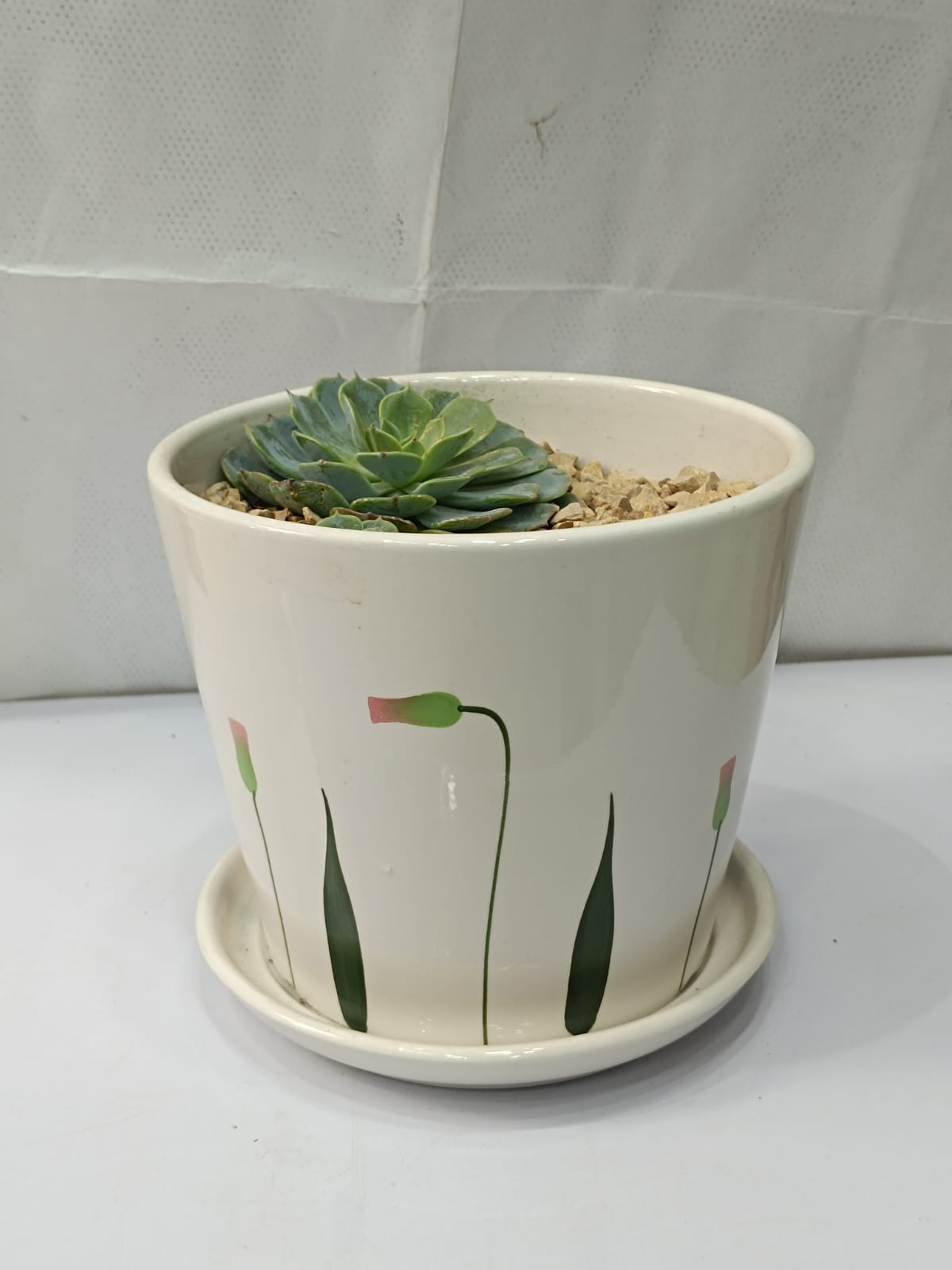 Succulent With Ceramic Pot with base