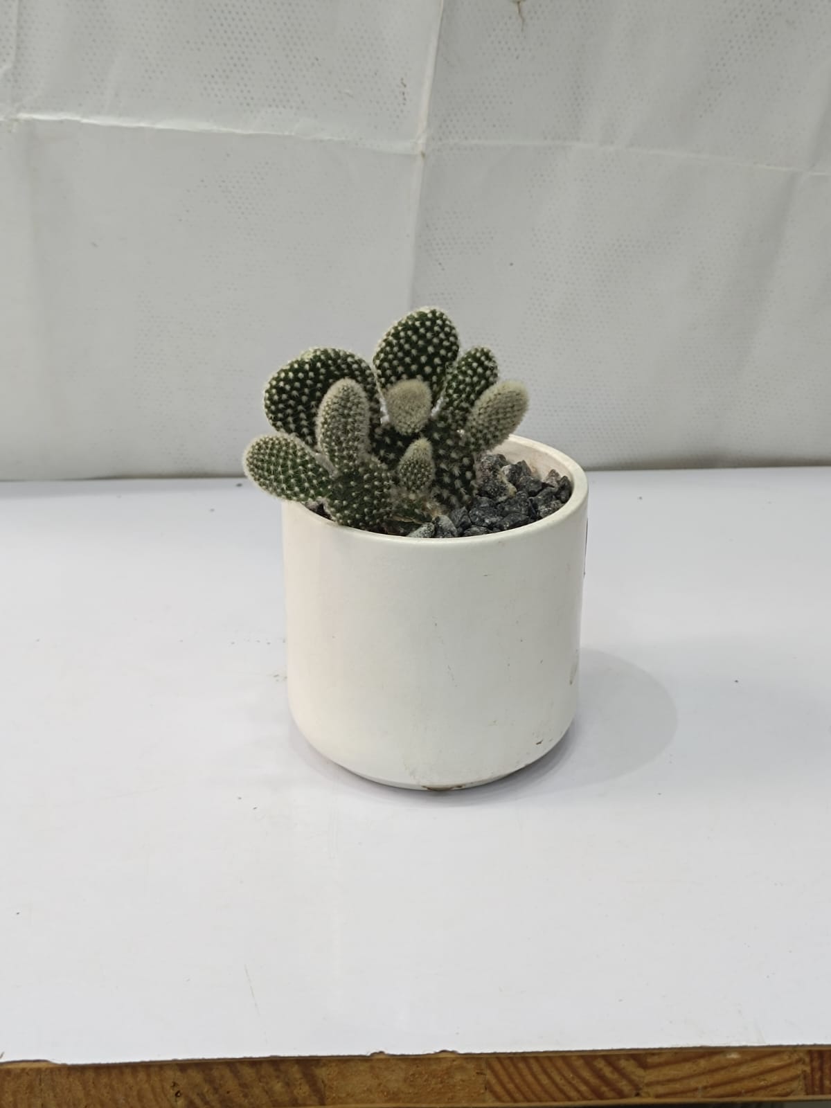 Succulent With Ceramic Pot with base