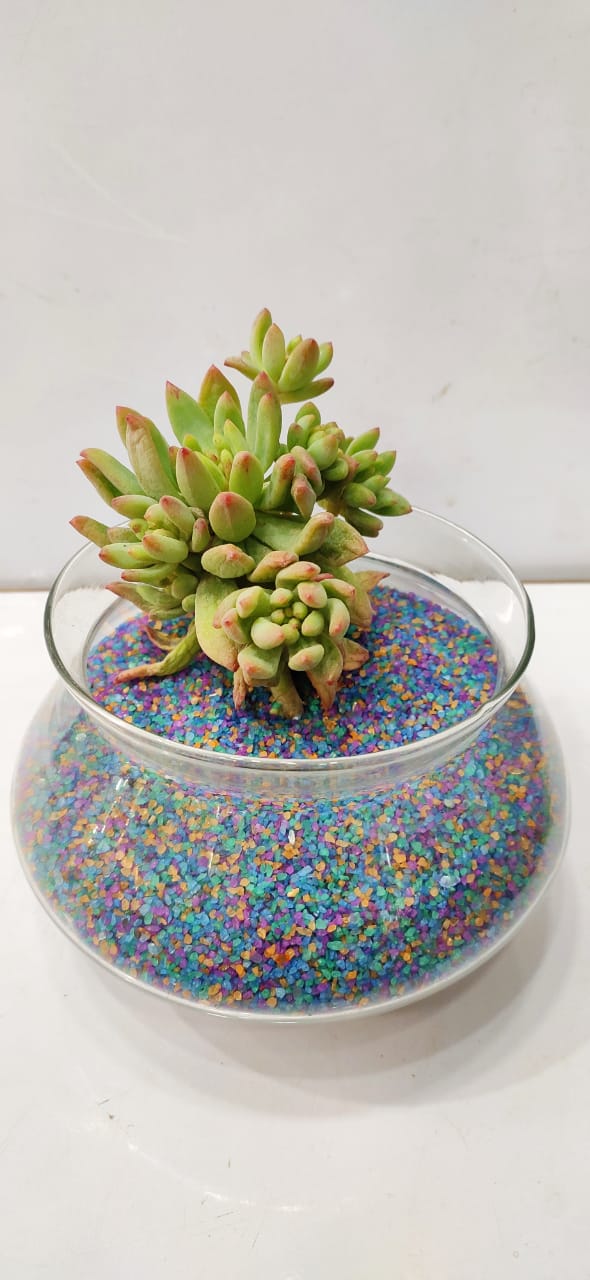 Handi shape Terrarium