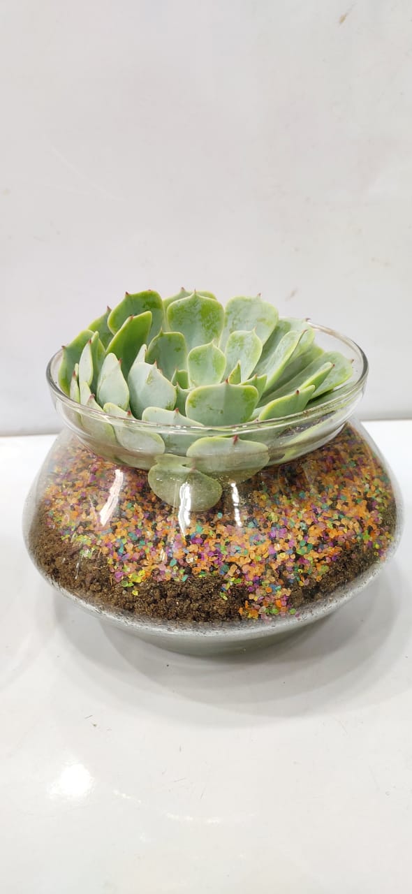 Handi shape Terrarium