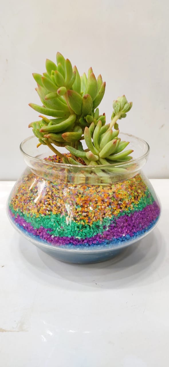 Handi shape Terrarium