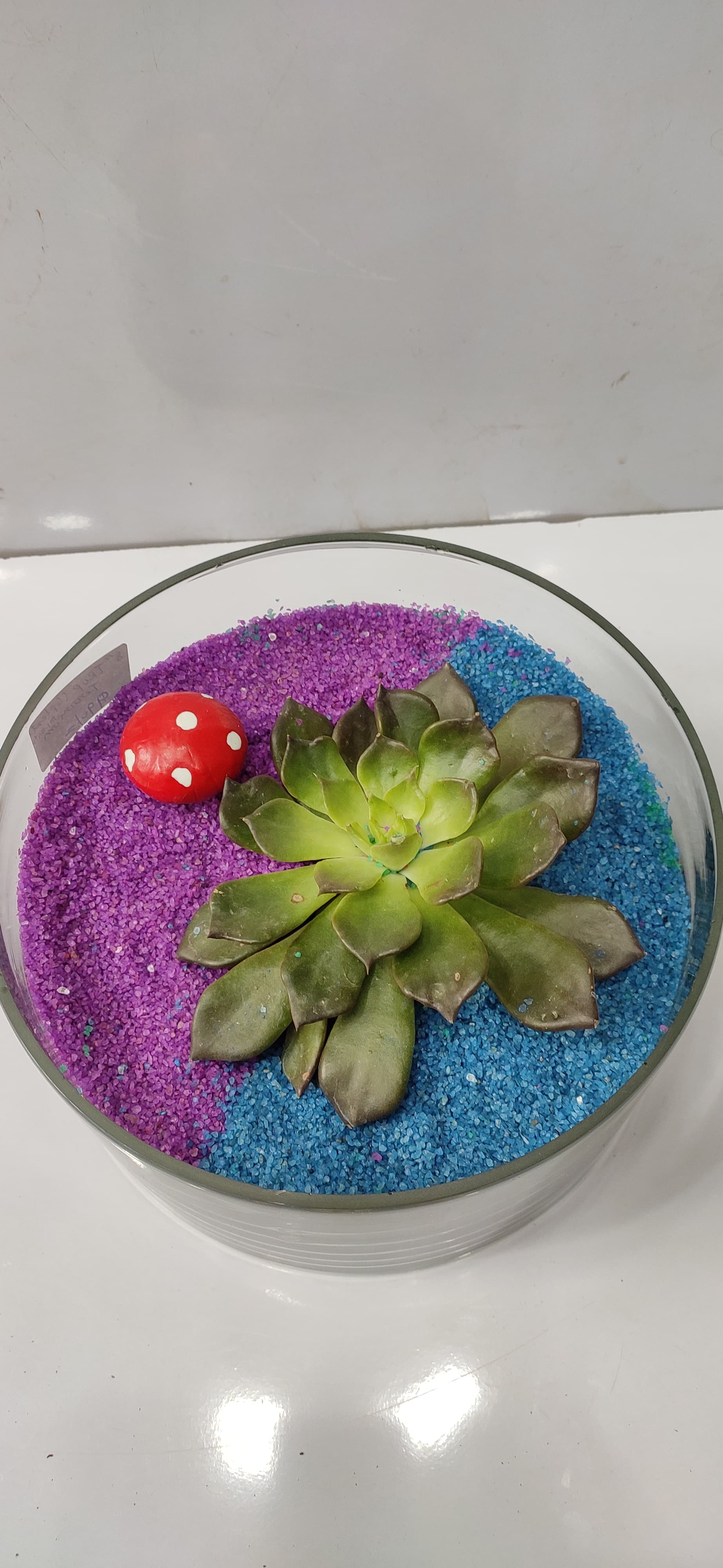 Trup Shape Terrarium