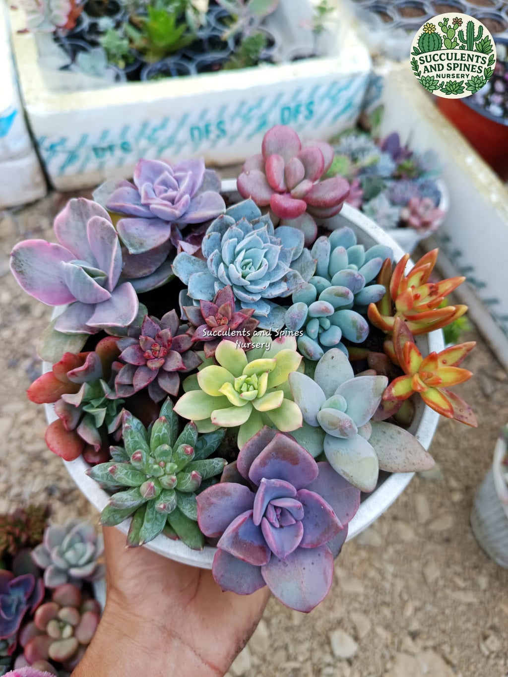 Succulent Plants