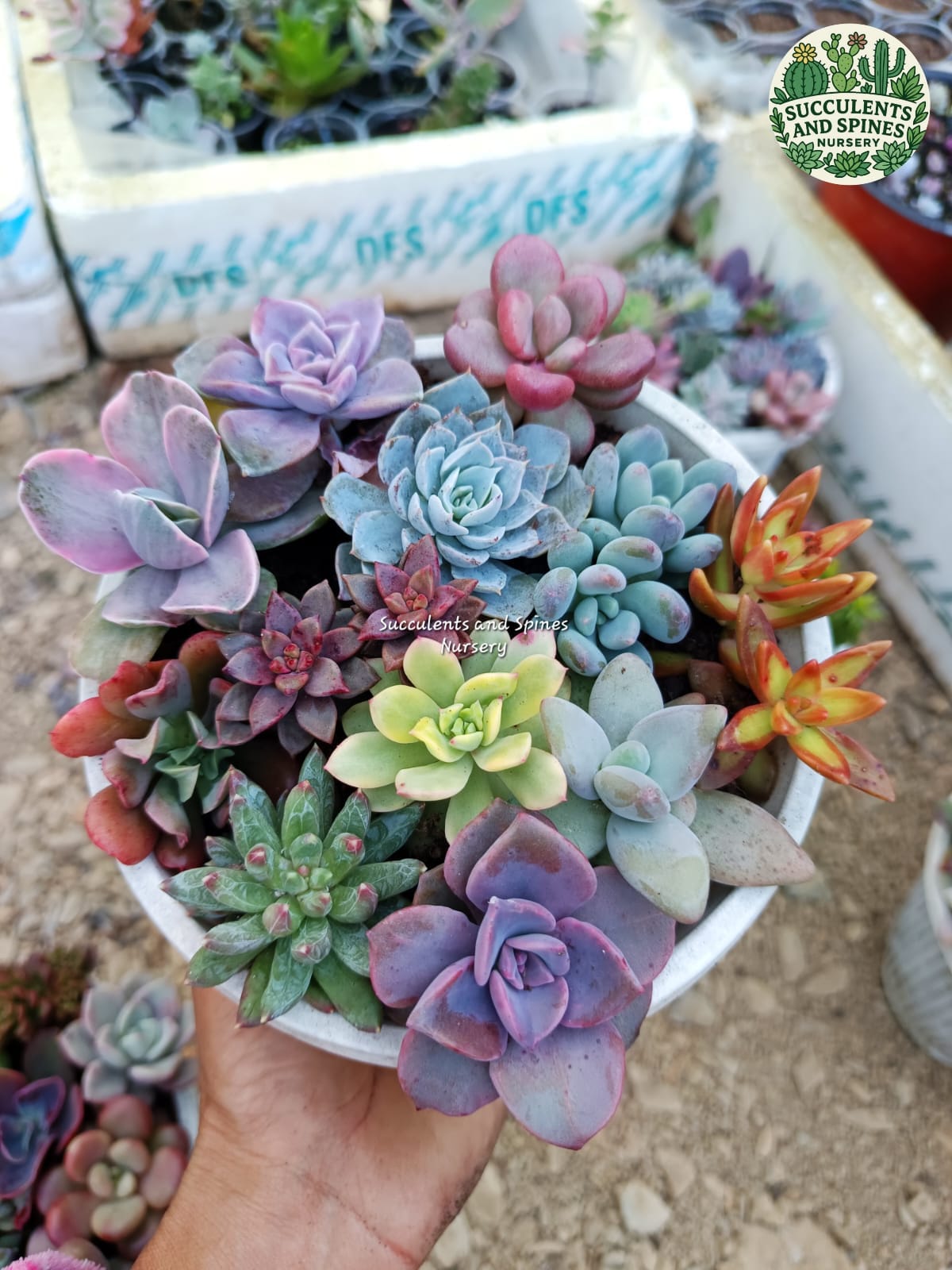 Succulent Plants
