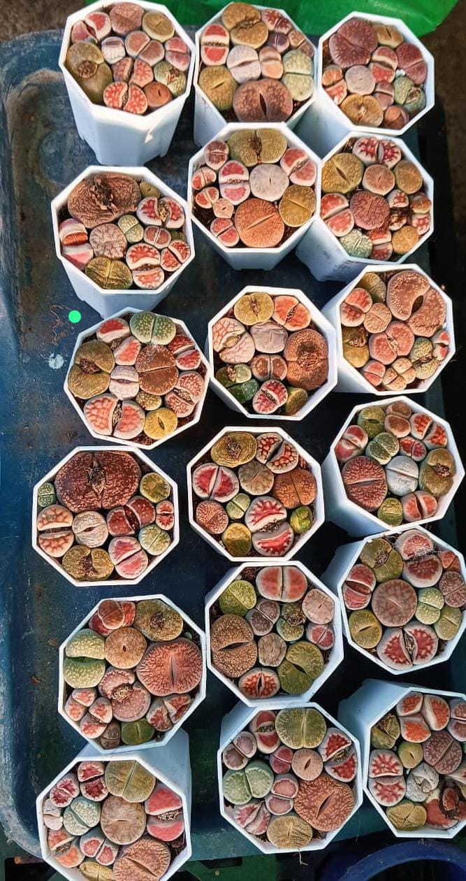 Lithopus Stone Cactus