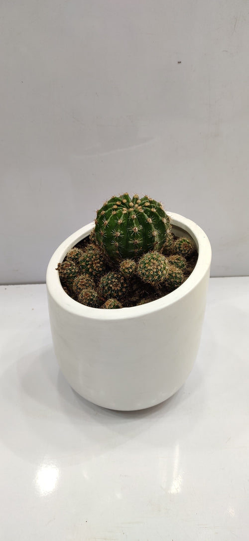 Cactus Collection
