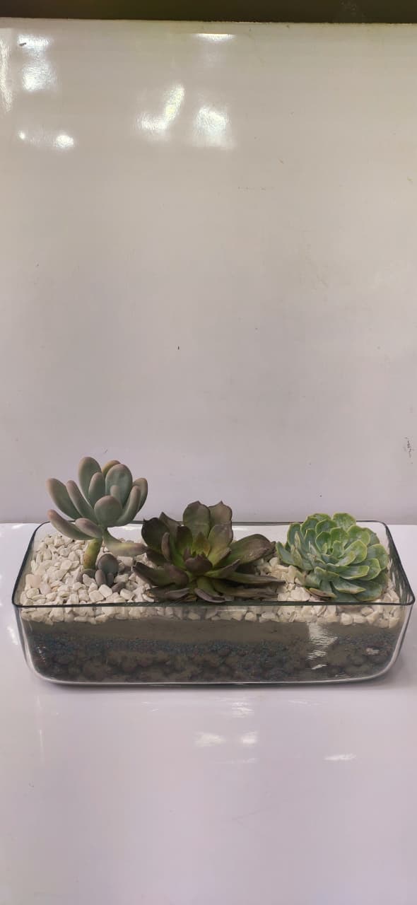 Rectangle Terrarium
