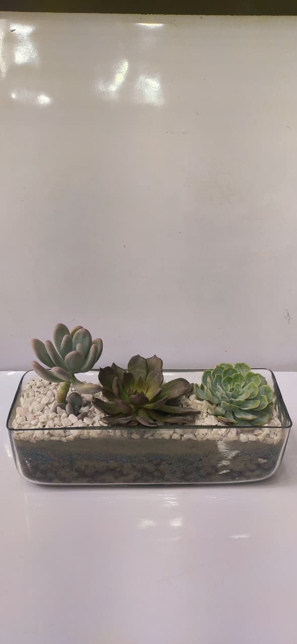 Rectangle Terrarium