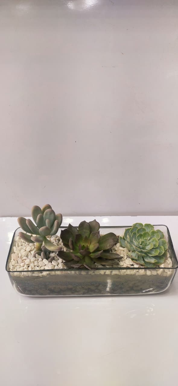 Rectangle Terrarium