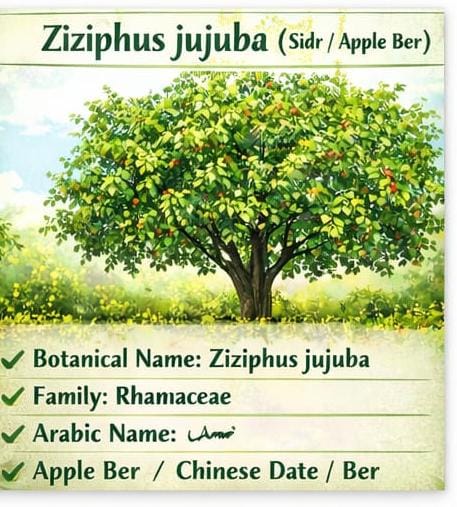 Zizphus Jujuba