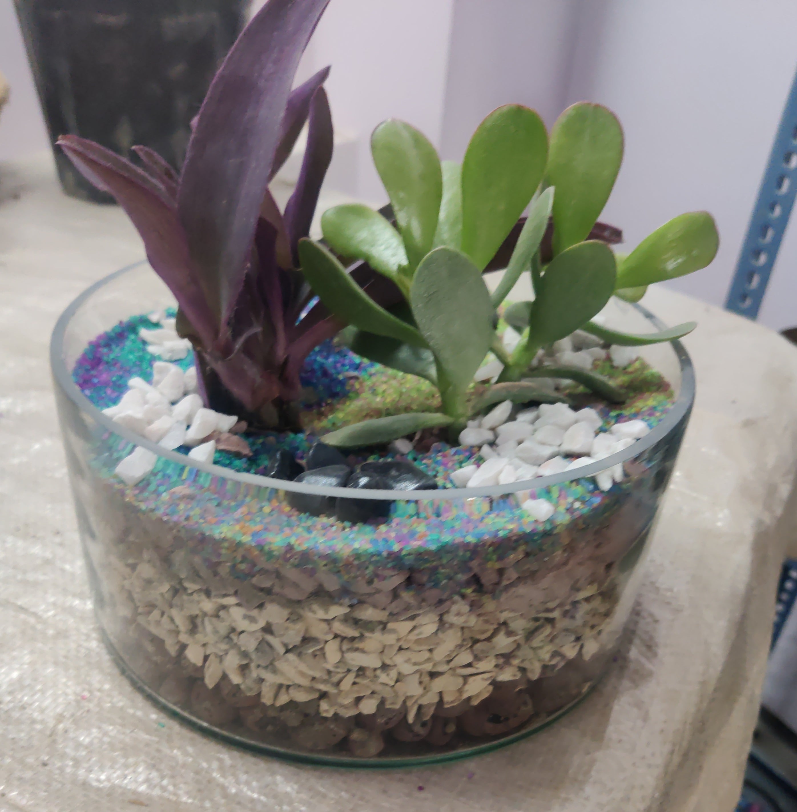 Trup Shape Terrarium