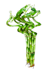 LUCKY BAMBOO