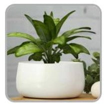 Dish Shape Metal Pot