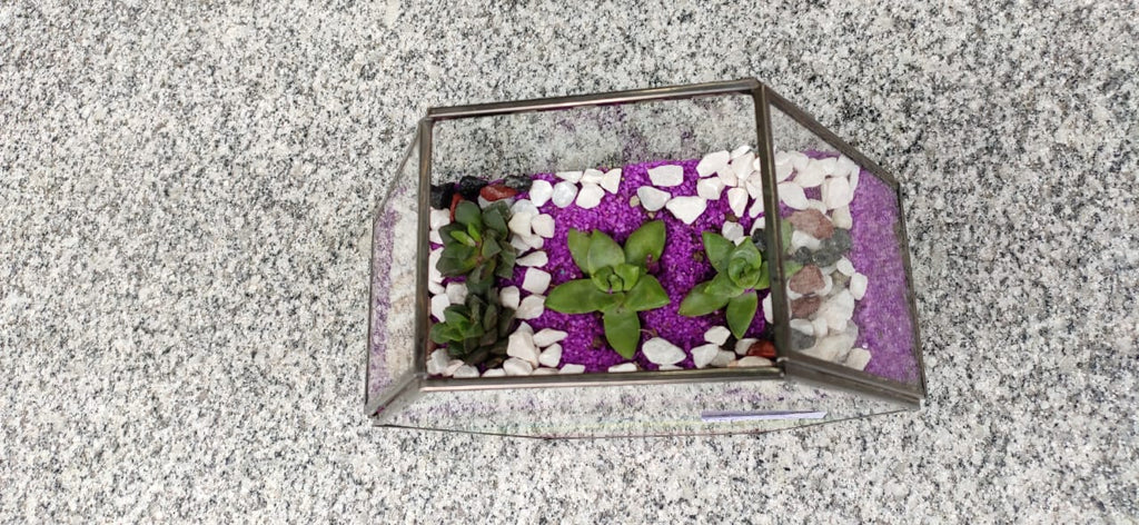 polygon Terrarium