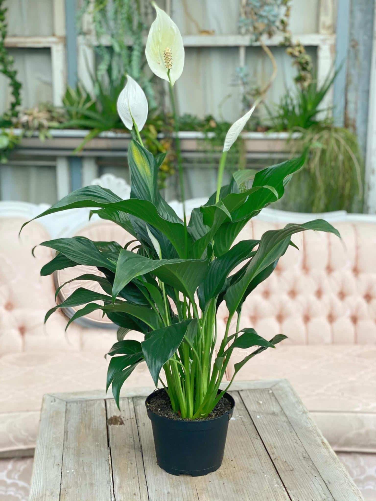 Peace Lily (Spathiphylum)