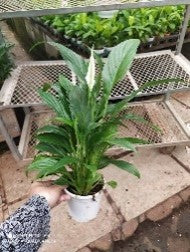 Peace Lily (Spathiphylum)