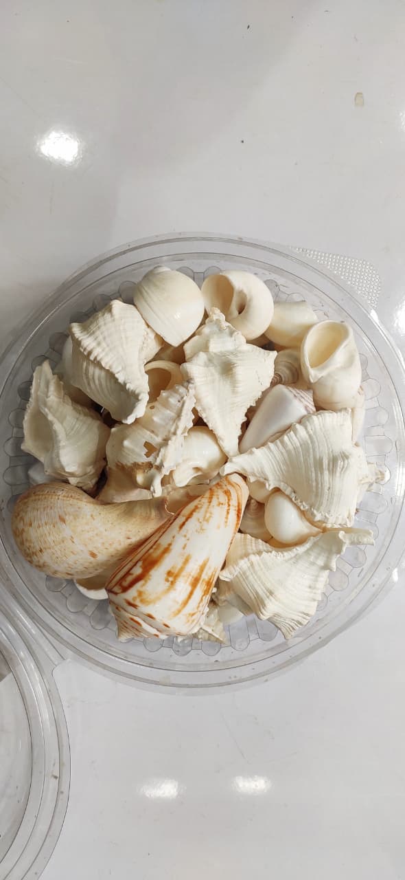 Sea shell
