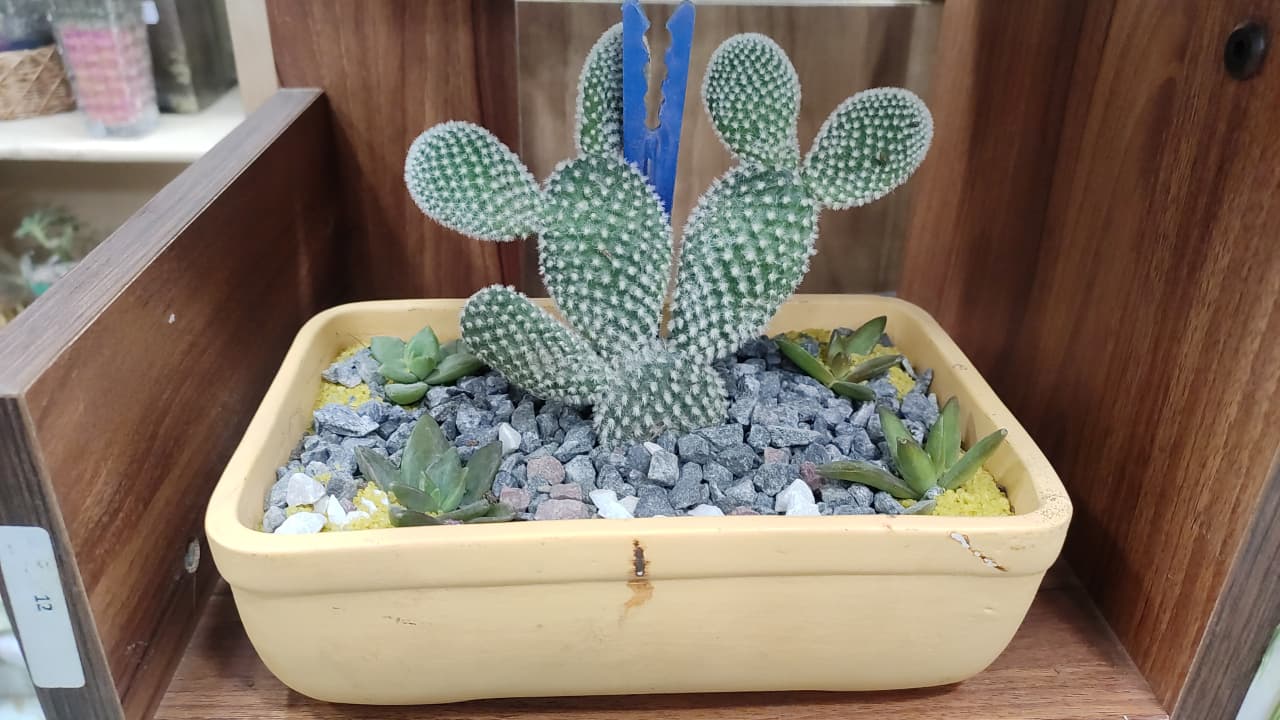 Lasa Ceramic Bonsai Pot  with Succulent